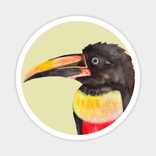 Colorful tropical toucan bird Magnet